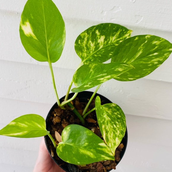 Golden Pothos in Nursery Pot - Picture 6 of 6